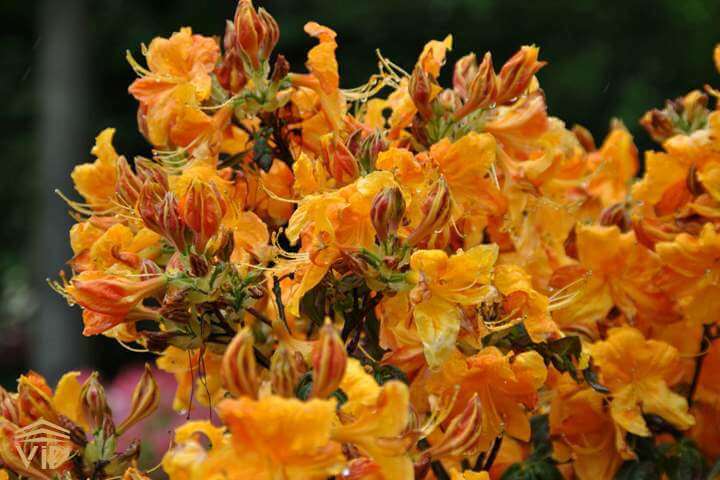 Rhododendron-Klondyke گل رودودندرون Rhododendron ponticum رودودندرون خرزه هندی مجموعه تولیدی سیدوس تولید کننده گلدان پلاستیکی سیدوس