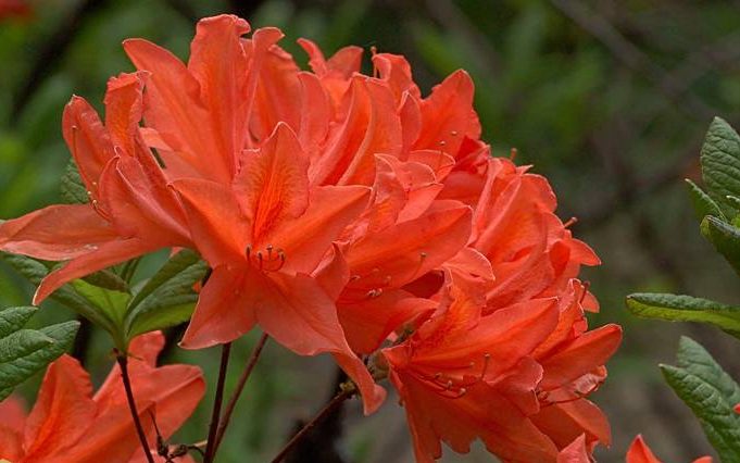 گل رودودندرون ژاپنیRhododendron ponticum رودودندرون خرزه هندی مجموعه تولیدی سیدوس تولید کننده گلدان پلاستیکی سیدوس