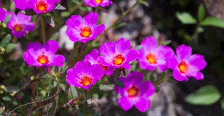 گل خرفه سنگی (Rock Purslane)نام علمی: (Calandrinia grandiflora)