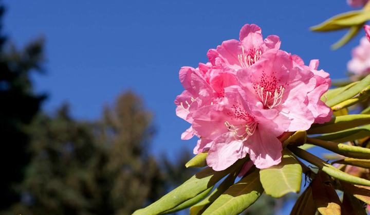 Rhododendron-plant-and-care گل رودودندرون Rhododendron ponticum رودودندرون خرزه هندی مجموعه تولیدی سیدوس تولید کننده گلدان پلاستیکی سیدوس