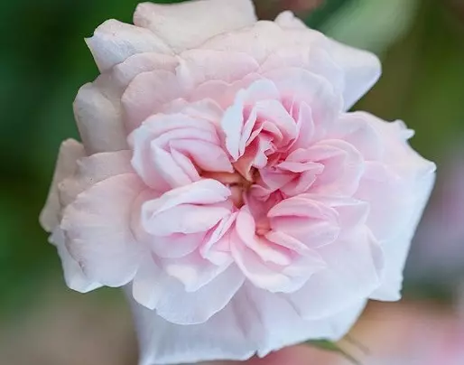 گل های رز رونده, Climbing roses (11 types) مجموعه تولیدی سیدوس ,تولید کننده گلدان پلاستیکی سیدوس