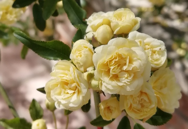 گل رز آبشار طلایی، گیاهی چندساله از جنس رزا (Rosa) و خانواده Rosaceae معمولا به عنوان رز Lady Banks در جهان شناخته میشودمجموعه تولیدی سیدوس ,تولید کننده گلدان پلاستیکی سیدوس