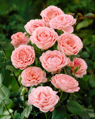 گل رز وشرایط نگهداری از آنRoses and their care requirements گلدان پلاستیکی Plastic pot, plastic vase مجموعه تولیدی سیدوس ,تولید کننده گلدان پلاستیکی سیدوس ,بیش از 120نوع, اعم از گلدان استوانه ای پلاستیکی سیدوس,گلدان الماسی پلاستیکی سیدوس,گلدان مربعی پلاستیکی,گلدان مثلثی پلاستیکی,گلدان گرد پلاستیکی ,باکس مستطیلی,در اندازه های کاکتوسی تا درختچه ای