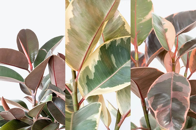 گیاه فیکوس الاستیکانام علمی این گیاه Ficus elastica و نام انگلیسی آن Rubber plant است مجموعه تولیدی سیدوس ,تولید کننده گلدان پلاستیکی سیدوس ,بیش از 120نوع, اعم از گلدان استوانه ای پلاستیکی سیدوس,گلدان الماسی پلاستیکی سیدوس,گلدان مربعی پلاستیکی,گلدان مثلثی پلاستیکی,گلدان گرد پلاستیکی ,باکس مستطیلی,در اندازه های کاکتوسی تا درختچه ای