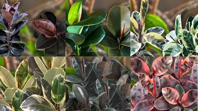 گیاه فیکوس الاستیکانام علمی این گیاه Ficus elastica و نام انگلیسی آن Rubber plant است مجموعه تولیدی سیدوس ,تولید کننده گلدان پلاستیکی سیدوس ,بیش از 120نوع, اعم از گلدان استوانه ای پلاستیکی سیدوس,گلدان الماسی پلاستیکی سیدوس,گلدان مربعی پلاستیکی,گلدان مثلثی پلاستیکی,گلدان گرد پلاستیکی ,باکس مستطیلی,در اندازه های کاکتوسی تا درختچه ای