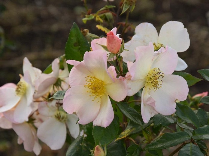 گل های رز رونده, Climbing roses (11 types) مجموعه تولیدی سیدوس ,تولید کننده گلدان پلاستیکی سیدوس