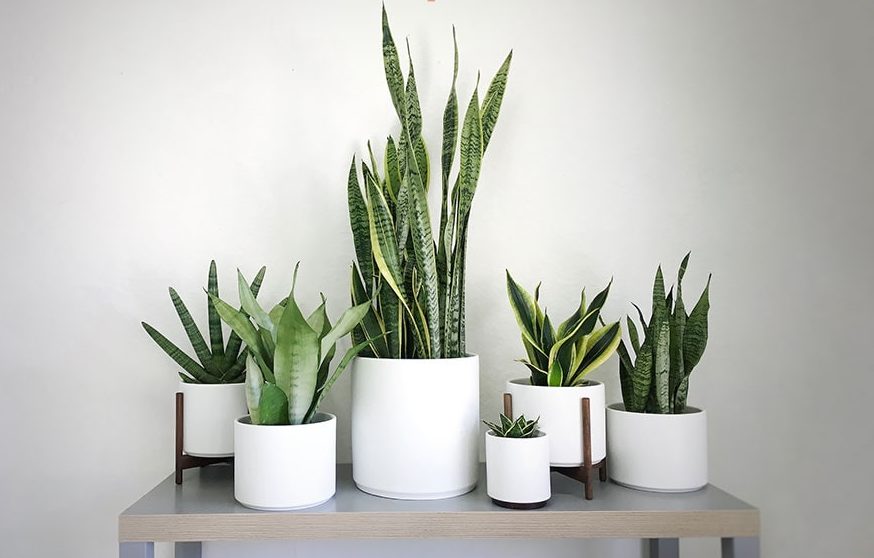 گل سانسوری,شمشیریSansevieria trifasciata 
مجموعه تولیدی سیدوس تولید کننده گلدان پلاستیکی سیدوس ,مانند گلدان استوانه ای پلاستیکی سیدوس