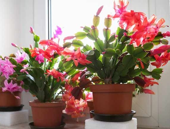 کاکتوس مناسب منزل (25پیشنهاد) Cactus suitable for home (25 suggestions) مجموعه تولیدی سیدوس , تولید کننده گلدان پلاستیکی سیدوس