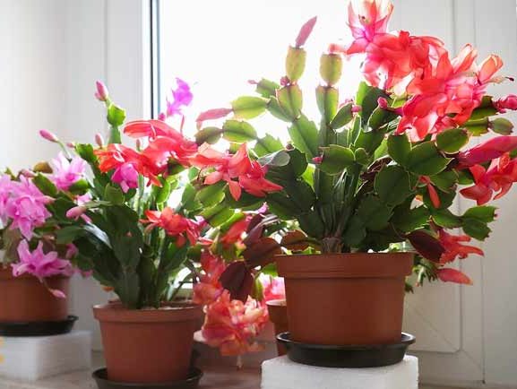 کاکتوس بدون تیغ کاکتوس کریسمس (Schlumbergera cacti) مجموعه تولیدی سیدوس تولید کننده گلدان پلاستیکی سیدوس