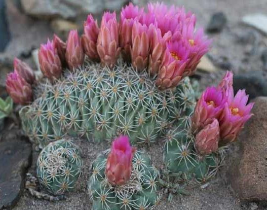 کاکتوس بدون تیغ کاکتوس اسکلروکاکتوس (Sclerocactus) مجموعه تولیدی سیدوس تولید کننده گلدان پلاستیکی سیدوس