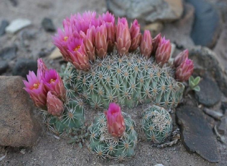 کاکتوس برگ دار Cactus with leaves (19 types) مجموعه تولیدی سیدوس تولید کننده گلدان پلاستیکی سیدوس