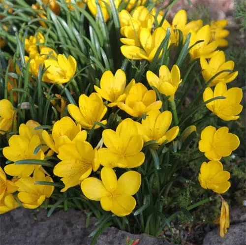 گل و گیاهان پاییزی برای علاقه مندان پاییزAutumn flowers and
 plants for autumn lovers
مجموعه تولیدی سیدوس ,تولید کننده گلدان پلاستیکی سیدوس ,بیش از 120نوع, اعم از گلدان استوانه ای پلاستیکی سیدوس,گلدان الماسی پلاستیکی سیدوس,گلدان مربعی پلاستیکی,گلدان مثلثی پلاستیکی,گلدان گرد پلاستیکی ,باکس مستطیلی,در اندازه های کاکتوسی تا درختچه ای