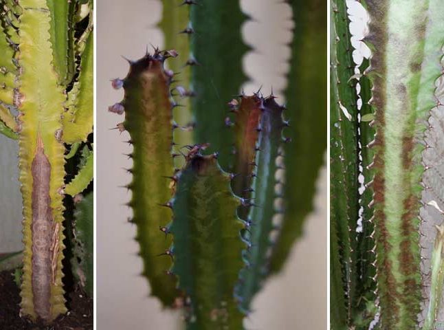 کاکتوس افوربیا زیباBeautiful Euphorbia cactus
مجموعه تولیدی سیدوس ,تولید کننده گلدان پلاستیکی سیدوس ,بیش از 120نوع, اعم از گلدان استوانه ای پلاستیکی سیدوس,گلدان الماسی پلاستیکی سیدوس,گلدان مربعی پلاستیکی,گلدان مثلثی پلاستیکی,گلدان گرد پلاستیکی ,باکس مستطیلی,در اندازه های کاکتوسی تا درختچه ای
