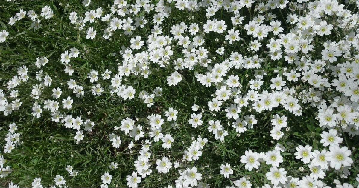 گل برف زمستانه / گل سراستیوم/ گل برف در تابستان (Snow in Summer)نام علمی: (Cerastium tomentosum)