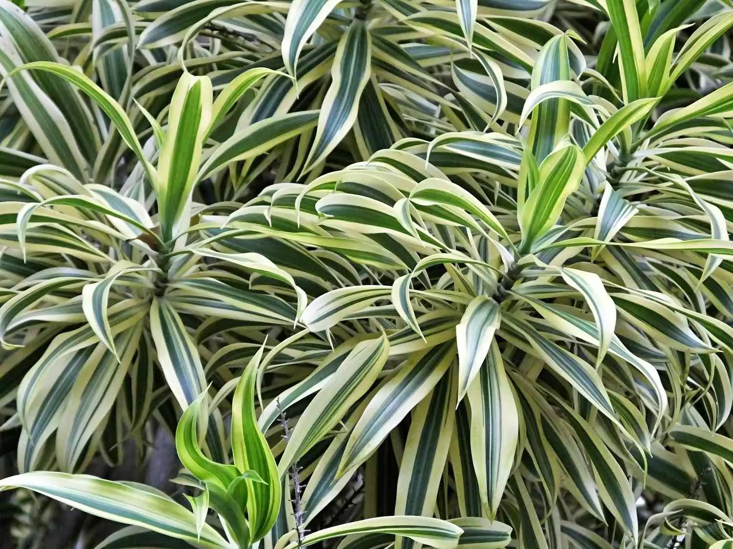 گیاه دراسنا که با نام علمی Dracaena marginata و نام انگلیسی Dragon tree شناخته می‌ شود، مجموعه تولیدی سیدوس, تولید کننده گلدان پلاستیکی سیدوس