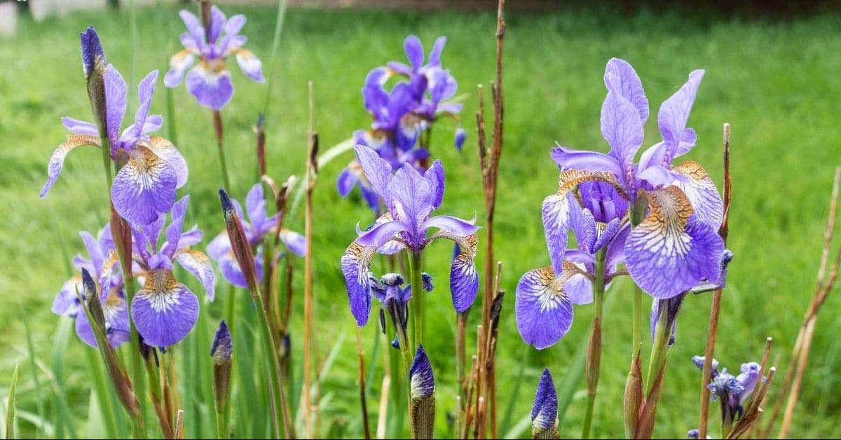 گل زنبق ویرجینا (Southern Blue Flag)نام علمی: (Iris virginica)