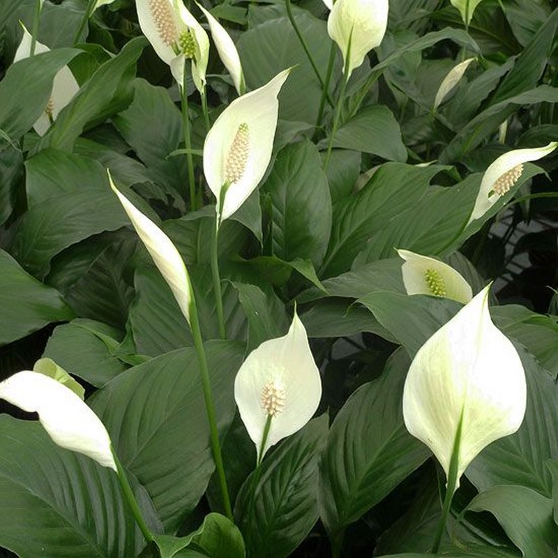 گل اسپاتی فیلوم (Peace Lily)نام علمی: (Spathiphyllum cochlearispathum)