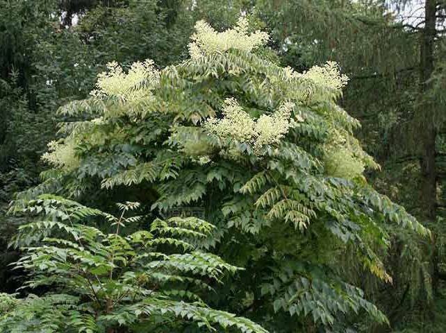 گیاه آرالیا از خانواده Araliaceae که گیاهانی مانند شفلرا (درخت چتر)، فاتزیا، هدرا و سایر گیاهان را نیز شامل می‌شود، است. مجموعه تولیدی سیدوس ,تولید کننده گلدان پلاستیکی سیدوس ,بیش از 120نوع, اعم از گلدان استوانه ای پلاستیکی سیدوس,گلدان الماسی پلاستیکی سیدوس,گلدان مربعی پلاستیکی,گلدان مثلثی پلاستیکی,گلدان گرد پلاستیکی ,باکس مستطیلی,در اندازه های کاکتوسی تا درختچه ای