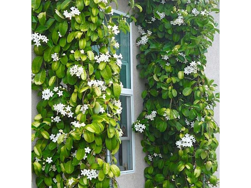 استفانوتیس (Stephanotis)مجموعه تولیدی سیدوس ,تولید کننده گلدان پلاستیکی سیدوس ,بیش از 120نوع, اعم از گلدان استوانه ای پلاستیکی سیدوس,گلدان الماسی پلاستیکی سیدوس,گلدان مربعی پلاستیکی,گلدان مثلثی پلاستیکی,گلدان گرد پلاستیکی ,باکس مستطیلی,در اندازه های کاکتوسی تا درختچه ای