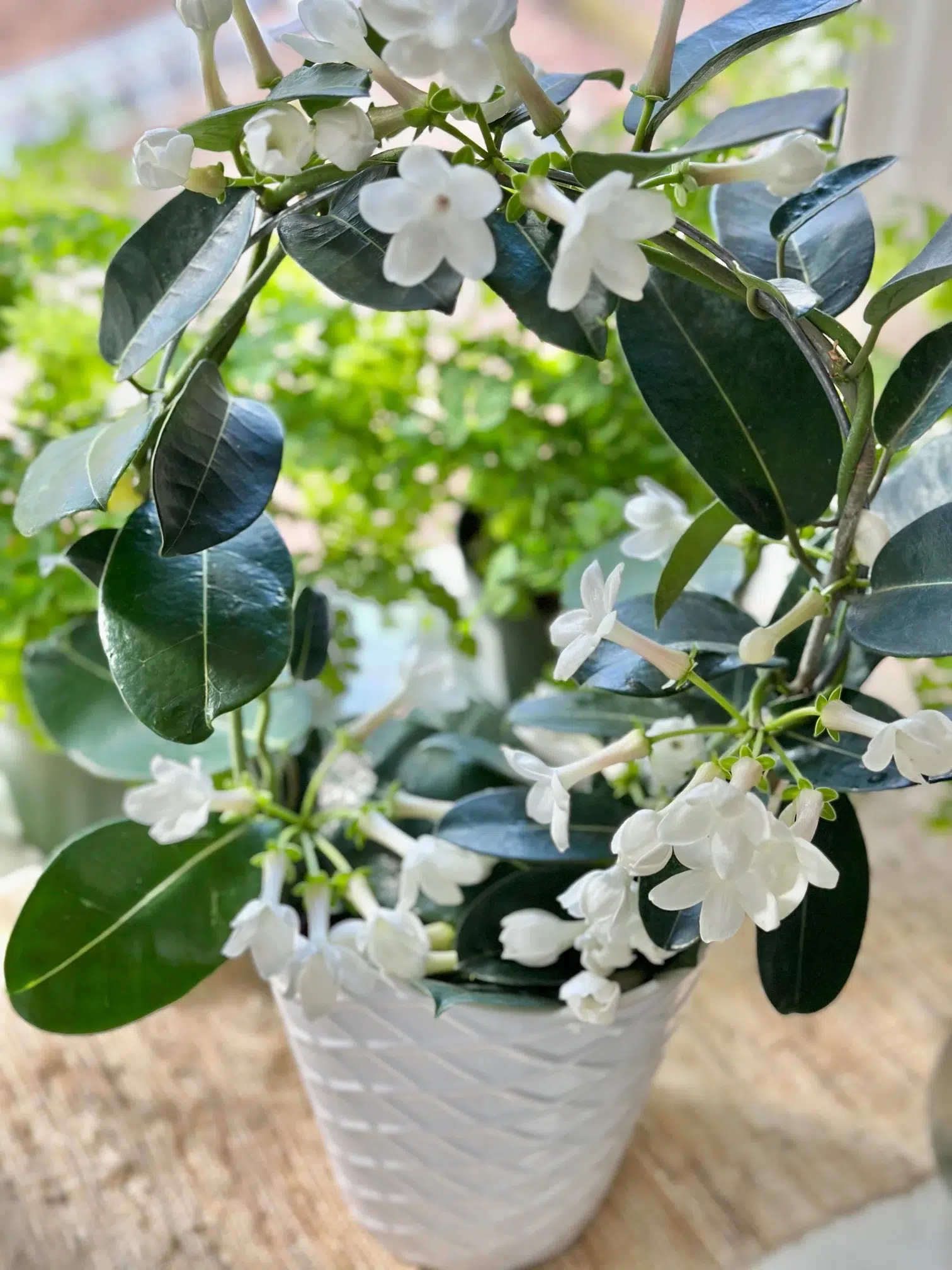 استفانوتیس (Stephanotis)مجموعه تولیدی سیدوس ,تولید کننده گلدان پلاستیکی سیدوس ,بیش از 120نوع, اعم از گلدان استوانه ای پلاستیکی سیدوس,گلدان الماسی پلاستیکی سیدوس,گلدان مربعی پلاستیکی,گلدان مثلثی پلاستیکی,گلدان گرد پلاستیکی ,باکس مستطیلی,در اندازه های کاکتوسی تا درختچه ای