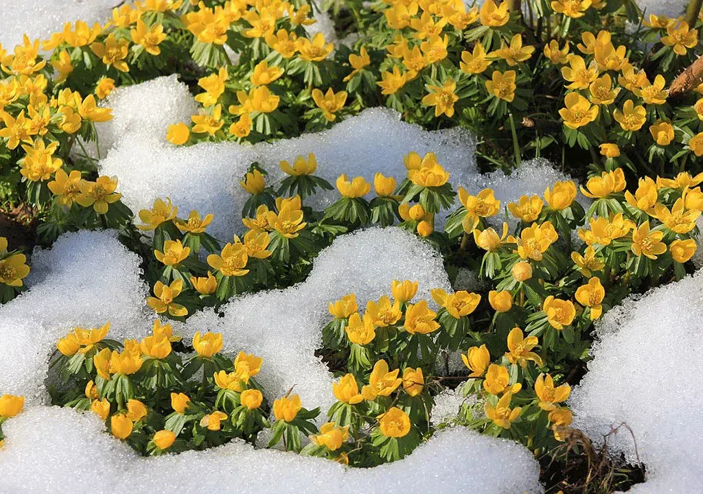 گیاهانی که باید در زمستان به داخل منزل منتقل گرددPlants that should be brought indoors in winter
مجموعه تولیدی سیدوس ,تولید کننده گلدان پلاستیکی سیدوس ,بیش از 120نوع, اعم از گلدان استوانه ای پلاستیکی سیدوس,گلدان الماسی پلاستیکی سیدوس,گلدان مربعی پلاستیکی,گلدان مثلثی پلاستیکی,گلدان گرد پلاستیکی ,باکس مستطیلی,در اندازه های کاکتوسی تا درختچه ای
