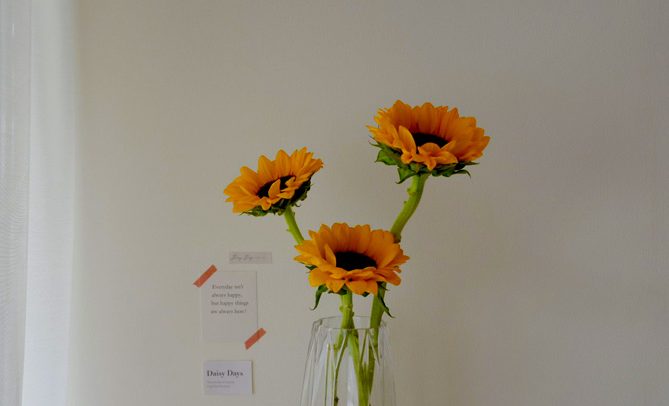 HelianthusVelvet Queenگلدان پلاستیکی سیدوس و انواع گل آفتابگردان مخملی
