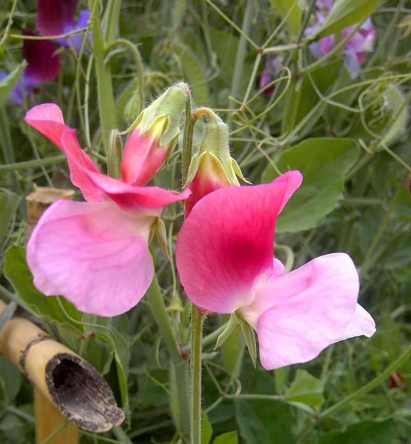 گل نخودی(نام علمی: Lathyrus odoratus) نام یک گونه از سرده خلر است.