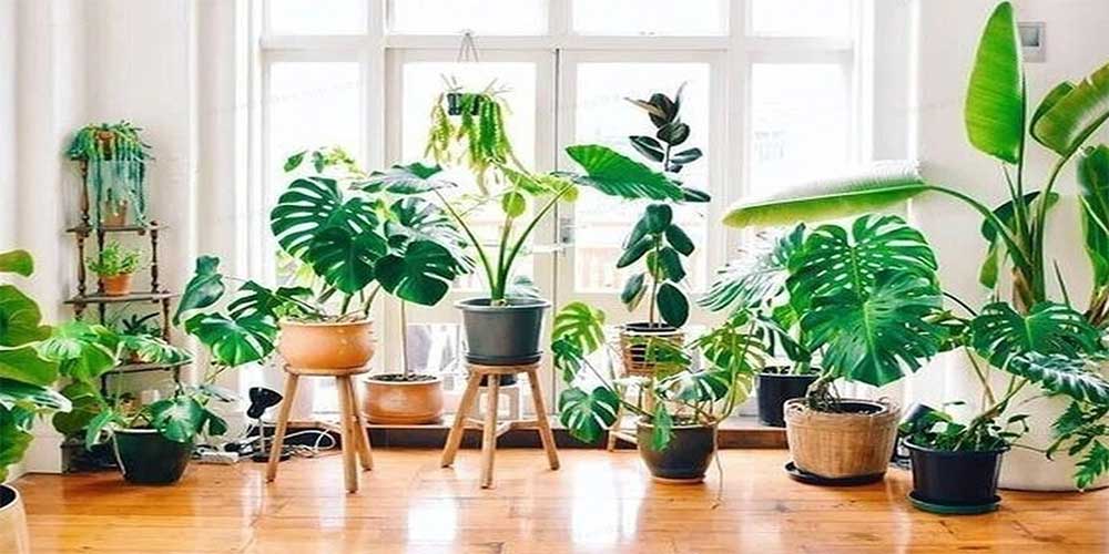 گیاهان آپارتمانی وچیدمان آن در دکوراسیون منزل Houseplants and their arrangement in home decoration مجموعه تولیدی سیدوس, تولید کننده گلدان پلاستیکی سیدوس فنگشویی گلدان در خانه Feng Shui pot at home مجموعه تولیدی سیدوس تولید کننده گلدان پلاستیکی سیدوس