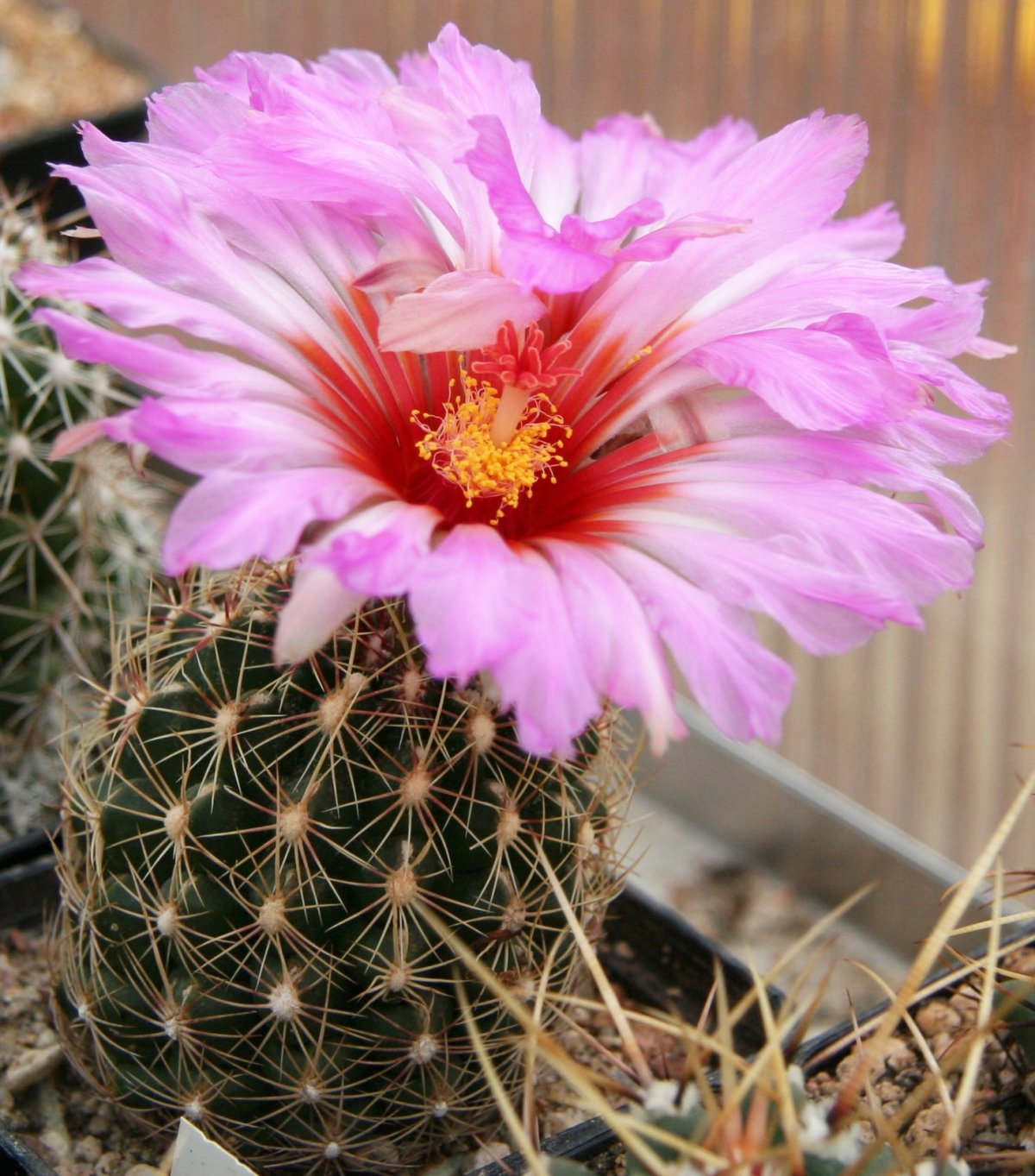 کاکتوس برگ دار Cactus with leaves (19 types) مجموعه تولیدی سیدوس تولید کننده گلدان پلاستیکی سیدوس