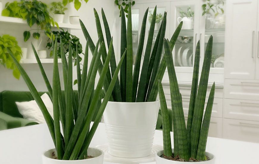 گل سانسوری,شمشیریSansevieria trifasciata 
مجموعه تولیدی سیدوس تولید کننده گلدان پلاستیکی سیدوس ,مانند گلدان استوانه ای پلاستیکی سیدوس