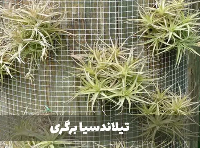 گیاه تیلاندسیا؛ گیاهی همیشه سبز و گل‌دارTillandsia گیاه گل‌دار، همیشه‌سبز و چند‌ساله از خانواده Bromeliaceae یعنی آناناسیان است. مجموعه تولیدی سیدوس تولید کننده گلدان پلاستیکی سیدوس