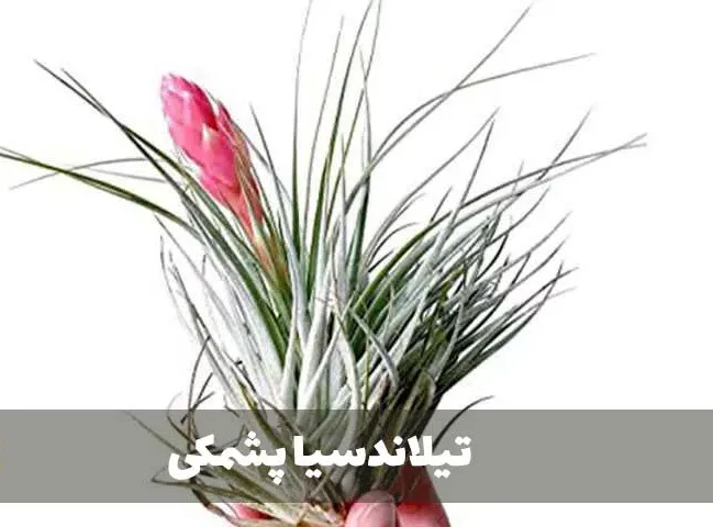 گیاه تیلاندسیا؛ گیاهی همیشه سبز و گل‌دارTillandsia گیاه گل‌دار، همیشه‌سبز و چند‌ساله از خانواده Bromeliaceae یعنی آناناسیان است. مجموعه تولیدی سیدوس تولید کننده گلدان پلاستیکی سیدوس