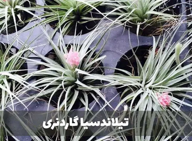 گیاه تیلاندسیا؛ گیاهی همیشه سبز و گل‌دارTillandsia گیاه گل‌دار، همیشه‌سبز و چند‌ساله از خانواده Bromeliaceae یعنی آناناسیان است. مجموعه تولیدی سیدوس تولید کننده گلدان پلاستیکی سیدوس