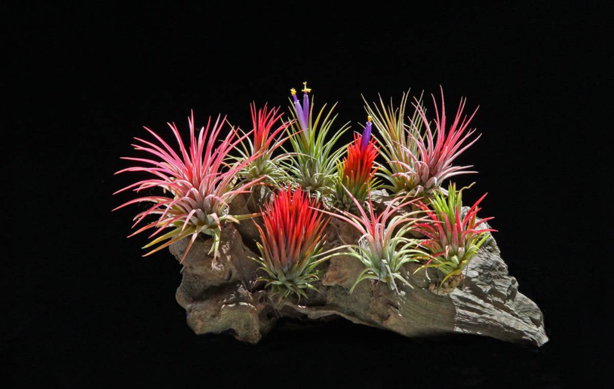 تیلاندسیا ژروگرافیکا( گیاه هوازی)(Tillandsia Xerographica)تیلاندسیا ژروگرافیکا( گیاه هوازی)(Tillandsia Xerographica) مجموعه تولیدی سیدوس ,تولید کننده گلدان پلاستیکی سیدوس ,بیش از 120نوع, اعم از گلدان استوانه ای پلاستیکی سیدوس,گلدان الماسی پلاستیکی سیدوس,گلدان مربعی پلاستیکی,گلدان مثلثی پلاستیکی,گلدان گرد پلاستیکی ,باکس مستطیلی,در اندازه های کاکتوسی تا درختچه ای