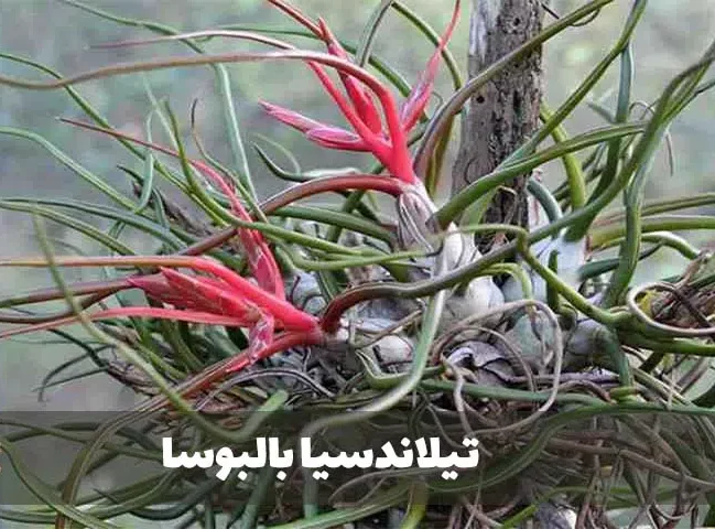 گیاه تیلاندسیا؛ گیاهی همیشه سبز و گل‌دارTillandsia گیاه گل‌دار، همیشه‌سبز و چند‌ساله از خانواده Bromeliaceae یعنی آناناسیان است. مجموعه تولیدی سیدوس تولید کننده گلدان پلاستیکی سیدوس