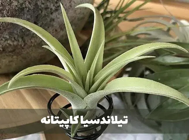 گیاه تیلاندسیا؛ گیاهی همیشه سبز و گل‌دارTillandsia گیاه گل‌دار، همیشه‌سبز و چند‌ساله از خانواده Bromeliaceae یعنی آناناسیان است. مجموعه تولیدی سیدوس تولید کننده گلدان پلاستیکی سیدوس