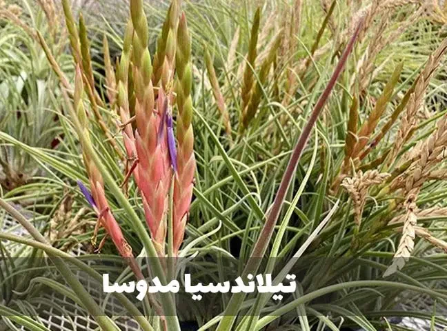 گیاه تیلاندسیا؛ گیاهی همیشه سبز و گل‌دارTillandsia گیاه گل‌دار، همیشه‌سبز و چند‌ساله از خانواده Bromeliaceae یعنی آناناسیان است. مجموعه تولیدی سیدوس تولید کننده گلدان پلاستیکی سیدوس