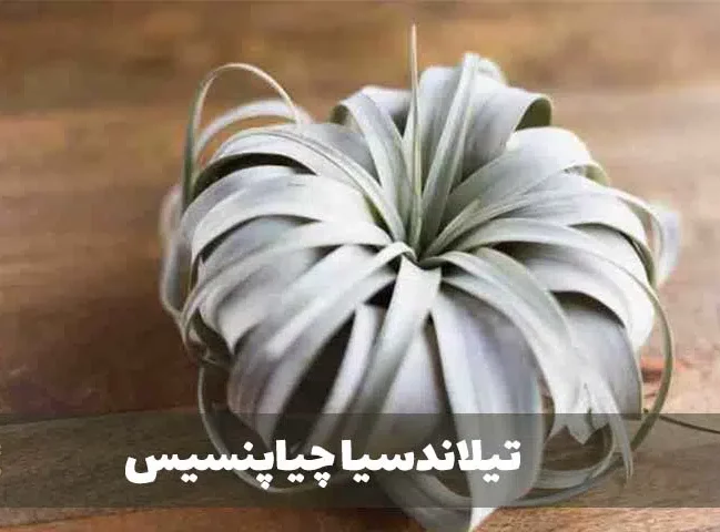 گیاه تیلاندسیا؛ گیاهی همیشه سبز و گل‌دارTillandsia گیاه گل‌دار، همیشه‌سبز و چند‌ساله از خانواده Bromeliaceae یعنی آناناسیان است. مجموعه تولیدی سیدوس تولید کننده گلدان پلاستیکی سیدوس