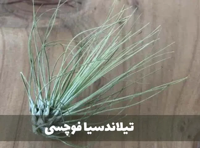 گیاه تیلاندسیا؛ گیاهی همیشه سبز و گل‌دار Tillandsia گیاه گل‌دار، همیشه‌سبز و چند‌ساله از خانواده Bromeliaceae یعنی آناناسیان است. مجموعه تولیدی سیدوس تولید کننده گلدان پلاستیکی سیدوس