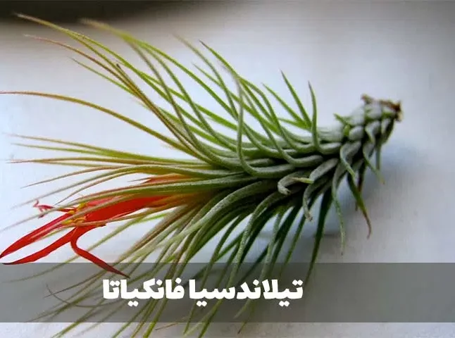 گیاه تیلاندسیا؛ گیاهی همیشه سبز و گل‌دارTillandsia گیاه گل‌دار، همیشه‌سبز و چند‌ساله از خانواده Bromeliaceae یعنی آناناسیان است. مجموعه تولیدی سیدوس تولید کننده گلدان پلاستیکی سیدوس