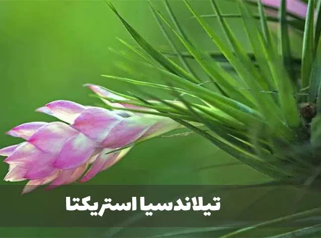 گیاه تیلاندسیا؛ گیاهی همیشه سبز و گل‌دارTillandsia گیاه گل‌دار، همیشه‌سبز و چند‌ساله از خانواده Bromeliaceae یعنی آناناسیان است. مجموعه تولیدی سیدوس تولید کننده گلدان پلاستیکی سیدوس