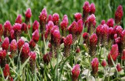 گل شبدر Trifolium rubens مجموعه تولیدی سیدوس ,تولید کننده گلدان پلاستیکی سیدوس