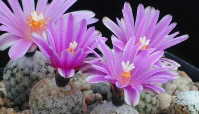 کاکتوس بدون تیغ کاکتوس توربینی‌کارپوس (Turbinicarpus) مجموعه تولیدی سیدوس تولید کننده گلدان پلاستیکی سیدوس