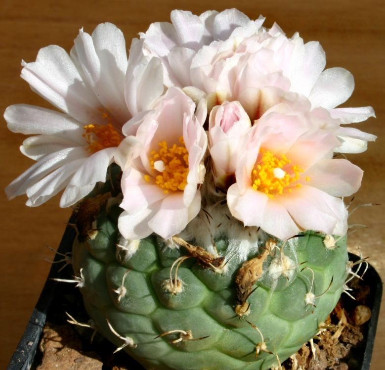 کاکتوس برگ دار Cactus with leaves (19 types) مجموعه تولیدی سیدوس تولید کننده گلدان پلاستیکی سیدوس