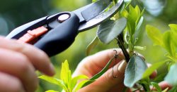 قلمه زدن چگونه است؟ What is cutting like? مجموعه تولیدی سیدوس ,تولید کننده گلدان پلاستیکی سیدوس ,بیش از 120نوع, اعم از گلدان استوانه ای پلاستیکی سیدوس,گلدان الماسی پلاستیکی سیدوس,گلدان مربعی پلاستیکی,گلدان مثلثی پلاستیکی,گلدان گرد پلاستیکی ,باکس مستطیلی,در اندازه های کاکتوسی تا درختچه ای