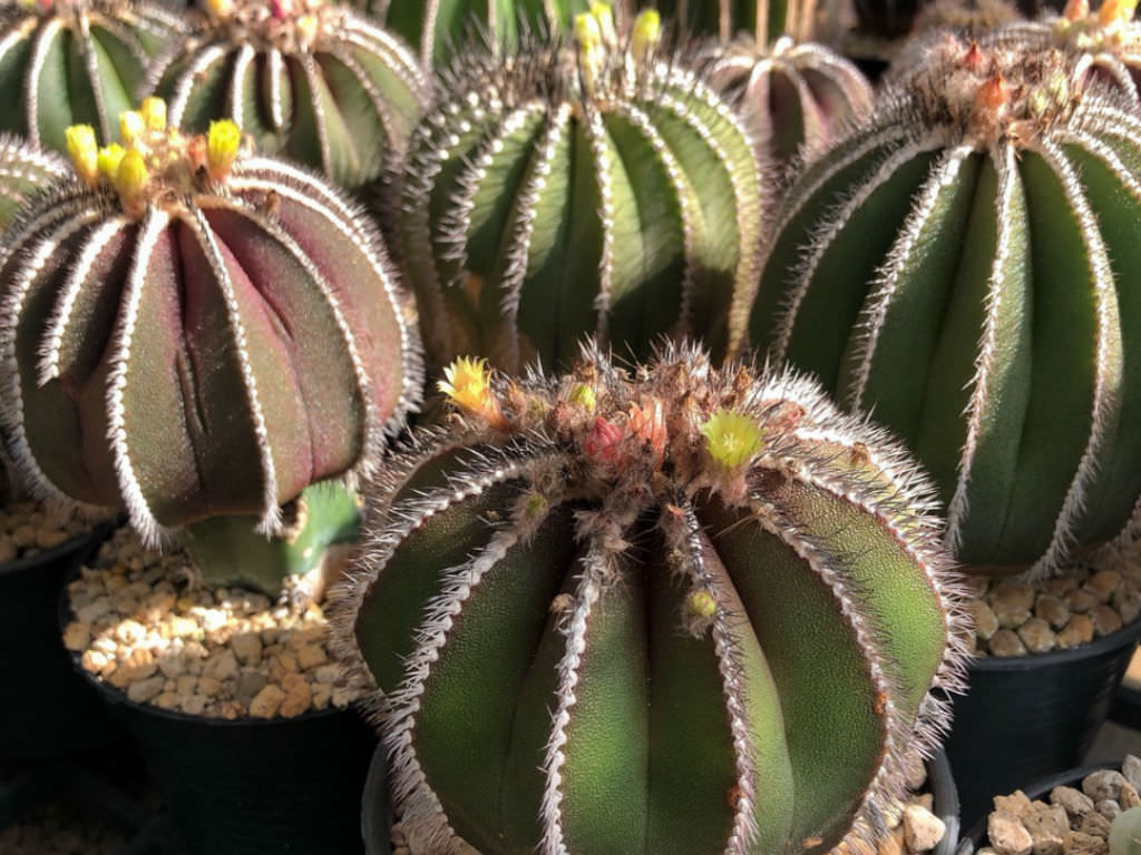 کاکتوس برگ دار Cactus with leaves (19 types) مجموعه تولیدی سیدوس تولید کننده گلدان پلاستیکی سیدوس