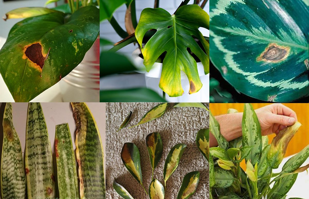 بیماری گیاهان آپارتمانی Houseplant disease مجموعه تولیدی سیدوس ,تولید کننده گلدان پلاستیکی سیدوس ,بیش از 120نوع, اعم از گلدان استوانه ای پلاستیکی سیدوس,گلدان الماسی پلاستیکی سیدوس,گلدان مربعی پلاستیکی,گلدان مثلثی پلاستیکی,گلدان گرد پلاستیکی ,باکس مستطیلی,در اندازه های کاکتوسی تا درختچه ای