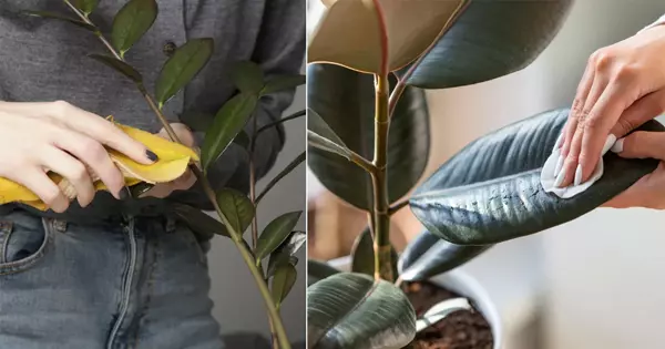 برگ گیاهان آپارتمانی را با شیر براق کنیم.Shine the leaves of houseplants with milk.
مجموعه تولیدی سیدوس ,تولید کننده گلدان پلاستیکی سیدوس ,بیش از 120نوع, اعم از گلدان استوانه ای پلاستیکی سیدوس,گلدان الماسی پلاستیکی سیدوس,گلدان مربعی پلاستیکی,گلدان مثلثی پلاستیکی,گلدان گرد پلاستیکی ,باکس مستطیلی,در اندازه های کاکتوسی تا درختچه ای