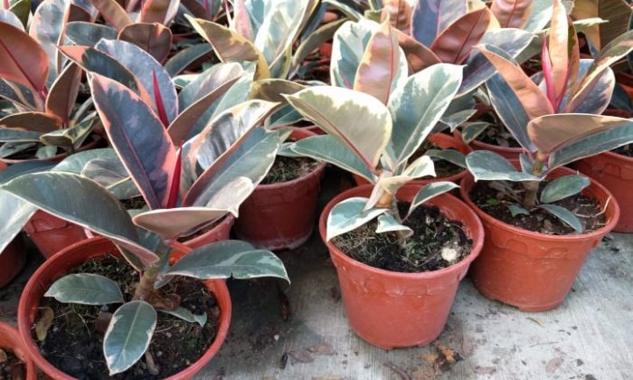 گیاه فیکوس الاستیکانام علمی این گیاه Ficus elastica و نام انگلیسی آن Rubber plant است مجموعه تولیدی سیدوس ,تولید کننده گلدان پلاستیکی سیدوس ,بیش از 120نوع, اعم از گلدان استوانه ای پلاستیکی سیدوس,گلدان الماسی پلاستیکی سیدوس,گلدان مربعی پلاستیکی,گلدان مثلثی پلاستیکی,گلدان گرد پلاستیکی ,باکس مستطیلی,در اندازه های کاکتوسی تا درختچه ای