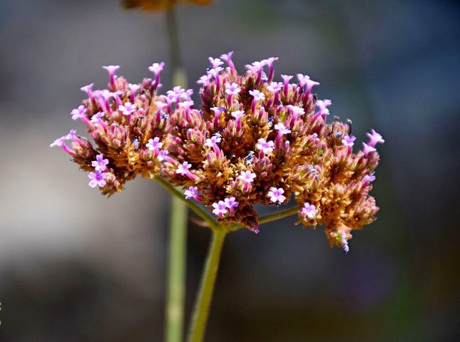 گل شاه پسند گیاهی با عادت رشد درختچه‌ای بوده و از خانواده Verbenaceae و نام علمی Verbena Bonariensis، متعلق به تیرۀ شاپسند است.مجموعه تولیدی سیدوس ,تولید کننده گلدان پلاستیکی سیدوس